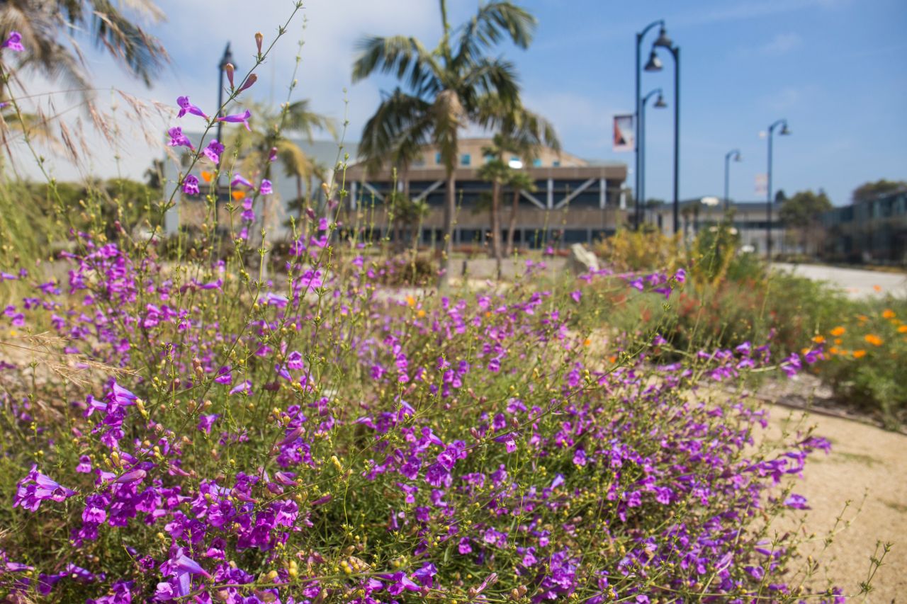 Purple flowers outside the Learning Resource Center